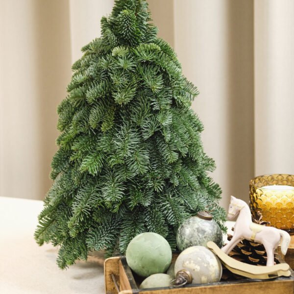 Kėnio Nobilis šakų eglutė